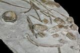 Plate Of Fossil Ichthyosaur Vertebrae & Ribs - Germany #150171-4